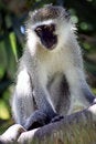 Free Vervet Monkey Stock Photo - 4296340