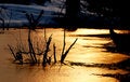 Free Branch In The Ice River Royalty Free Stock Image - 4296526