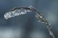 Free Frosted Plant In The Sunshine Stock Images - 4297704