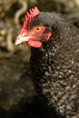 Free Free-range Chicken Royalty Free Stock Photos - 4298688