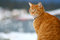 Free Yellow Tabby Cat Looking 9 Stock Image - 4290591