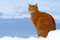 Free Yellow Tabby Cat Looking 10 Stock Photo - 4290940