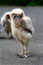 Free Baby Barn Owl Royalty Free Stock Photo - 4293755