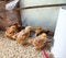 Free Baby Chicks Royalty Free Stock Images - 4293899