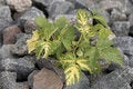 Free Green Shrub In The Rocks Royalty Free Stock Photos - 432518