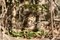 Free Bird On A Branch Stock Photography - 435142
