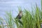 Free Female Red-winged Blackbird Stock Photography - 4302012