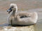Free Cygnet Royalty Free Stock Photo - 4307435