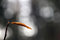 Free Single Autumn Leaf Stock Image - 4307971