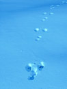 Free Hot On The Trail Stock Photos - 4312173