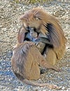 Free Baboon 11 Royalty Free Stock Photos - 4312508