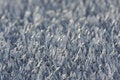 Free Morning Frost Crystals Stock Photography - 4319712