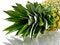 Free Isolated Pineapple Royalty Free Stock Photo - 4310305