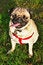 Free Oscar The Pug Royalty Free Stock Photos - 4310858