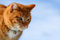 Free Yellow Tabby Cat Looking 12 Stock Photos - 4311123