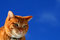 Free Yellow Tabby Cat Looking 13 Royalty Free Stock Photos - 4311188