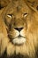 Free Lion 4 Stock Image - 4311461