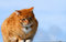 Free Yellow Tabby Cat Looking 15 Royalty Free Stock Photo - 4315695