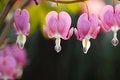 Free Delicacy Flower Royalty Free Stock Photos - 4332088