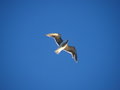 Free Soaring Seagull Stock Photography - 4338932