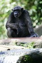 Free Chimpanzee Stock Photography - 4339182