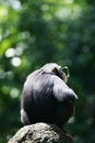 Free Chimpanzee Royalty Free Stock Photos - 4339198