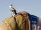 Free Camel Training - Mechanical Jockey Royalty Free Stock Images - 4330389