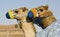 Free Camel Training - Young Camels In Training Stock Image - 4330631