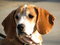 Free Beagle Watching Stock Photos - 4335623