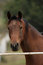 Free Arabian Gelding Stock Photos - 4337533