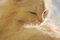 Free Tongue Licking Long Fur Stock Photo - 4339210