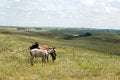 Free Horses In Green Meadows Royalty Free Stock Image - 4343366