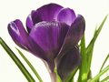 Free Crocus Petals Royalty Free Stock Photo - 4345115
