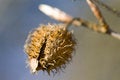 Free Beech Nut Stock Photo - 4345880