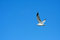 Free Seagull Flying Against A Bright Blue Sky Stock Image - 4341931