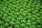 Free Plantation Of Lettuces Royalty Free Stock Photos - 4344248