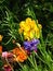 Free Orange And Pink Cosmos And Zin Stock Photos - 4344513