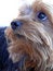 Free Yorkshire Terrier Stock Photos - 4345943