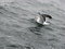 Free Seagull Stock Images - 4347044