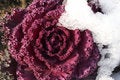 Free Virgin Snow Covers The Plants Royalty Free Stock Photo - 4353935