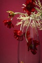 Free Distinguished Flowers In Glass Vase On Maroon Stock Image - 4354501