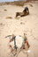 Free Dromedary In The Sinai Desert Royalty Free Stock Photo - 4351845