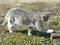 Free Walking Cat Stock Image - 4358341
