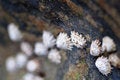 Free Sea Shells On The Sea Shore Royalty Free Stock Photography - 4360407