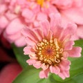 Free Pink Zinnia Blooming Stock Photo - 4361460