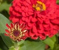 Free Red Zinnia Blooming Stock Images - 4361494