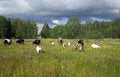 Free Herd In A Hurry Stock Photography - 4362412