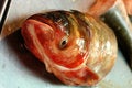 Free Fish Royalty Free Stock Photos - 4364098