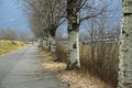 Free Winter Avenue Royalty Free Stock Image - 4364126
