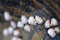 Free Sea Shells On The Sea Shore Royalty Free Stock Photography - 4360407